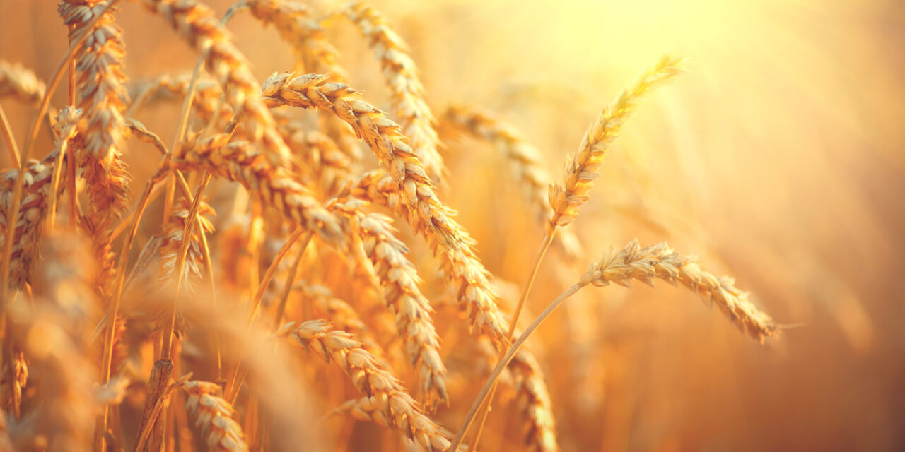 Parable of the Wheat & Weeds