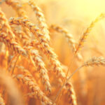 Parable of the Wheat