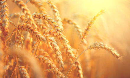 Parable of the Wheat & Weeds