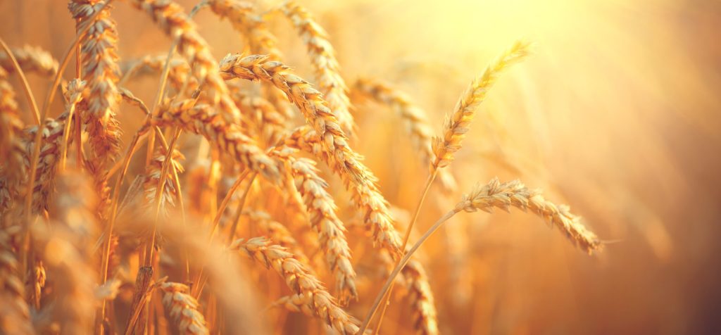 Parable of the Wheat & Weeds